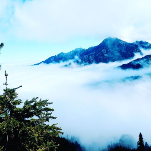 Mist on Hurricane Ridge