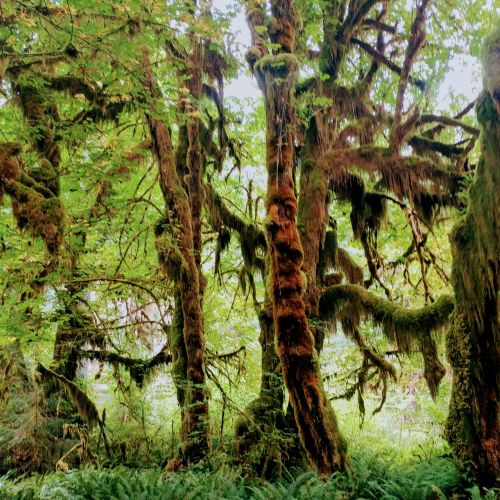 Spectral trees covered in moss