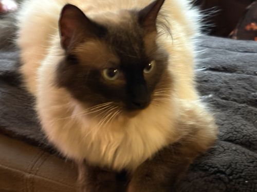 Photo of Dante, the cat