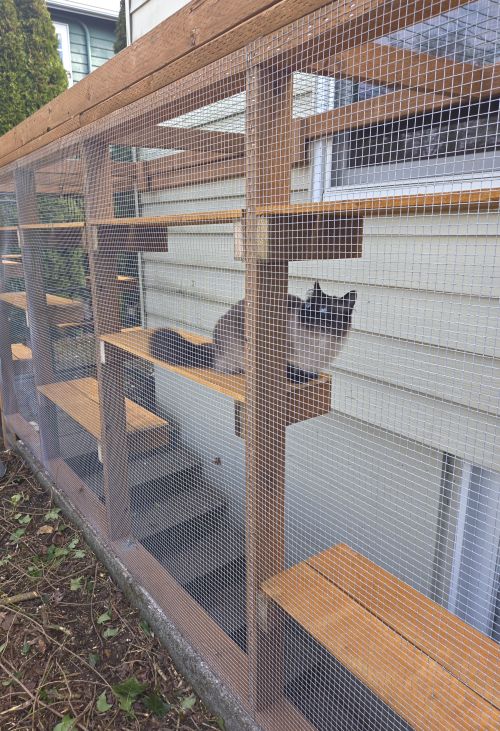 Photo of the author's new catio