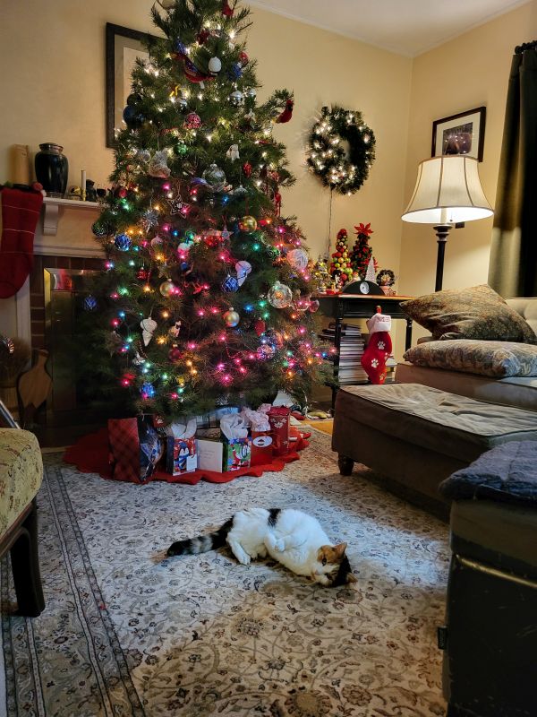 Mimi and the Christmas tree